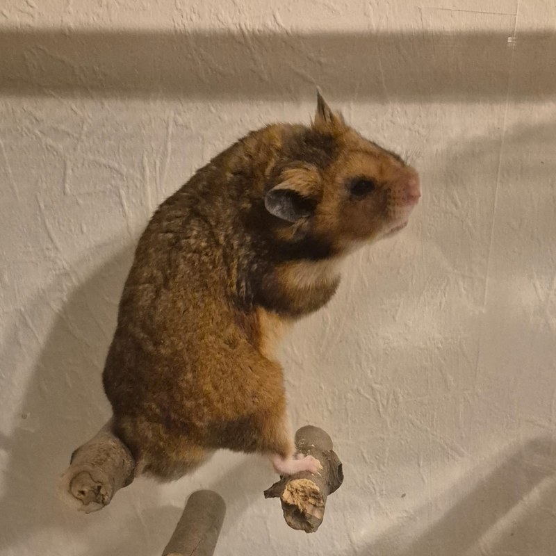 Jack – Männchen Goldhamster Wildfarbe, Elterntier