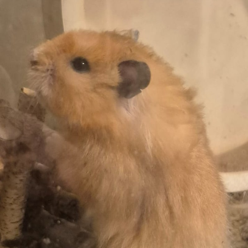 Sam – Männchen Langhaar-Goldhamster Yellow, Elterntier bei Wolfgang Fellnasen