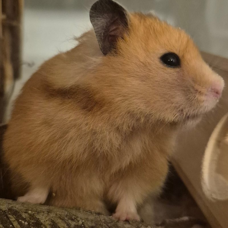 Lola – Weibchen Goldhamster Wildfarbe Kurzhaar, Elterntier