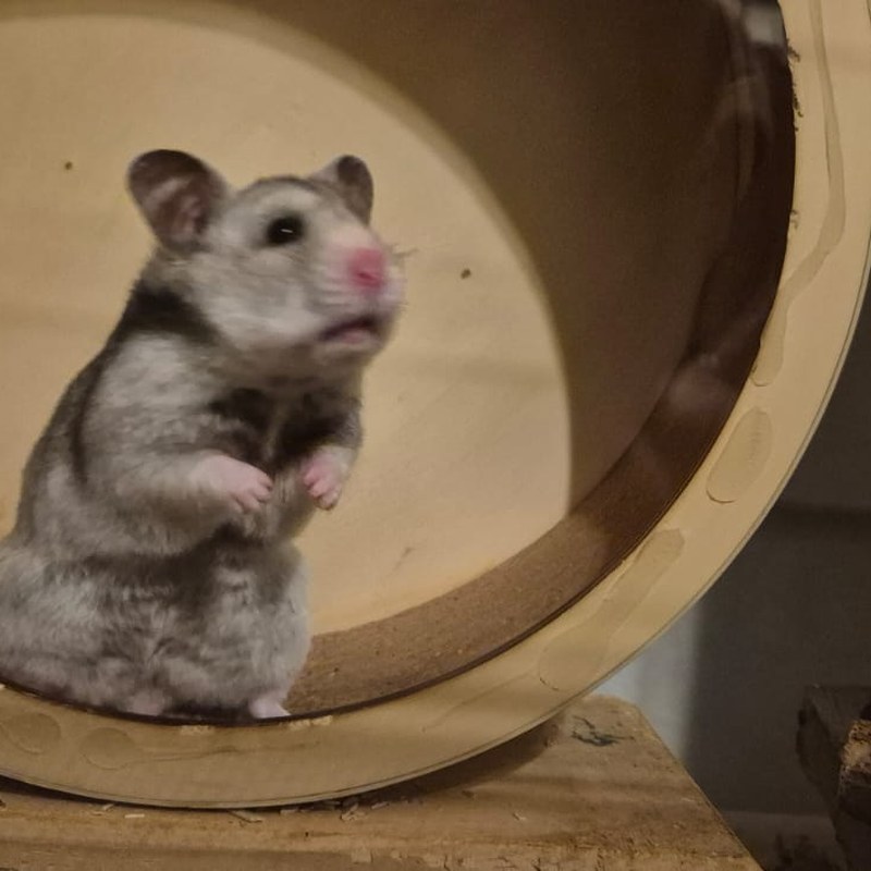 Rosi – Weibchen Goldhamster Silber Grau Kurzhaar, Elterntier