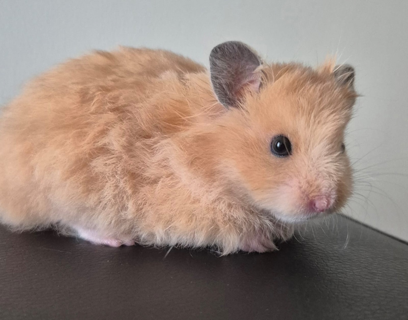 Goldhamster-Abgabetier — junger Langhaar-Goldhamster in honigfarbenem Kurz/Langfell