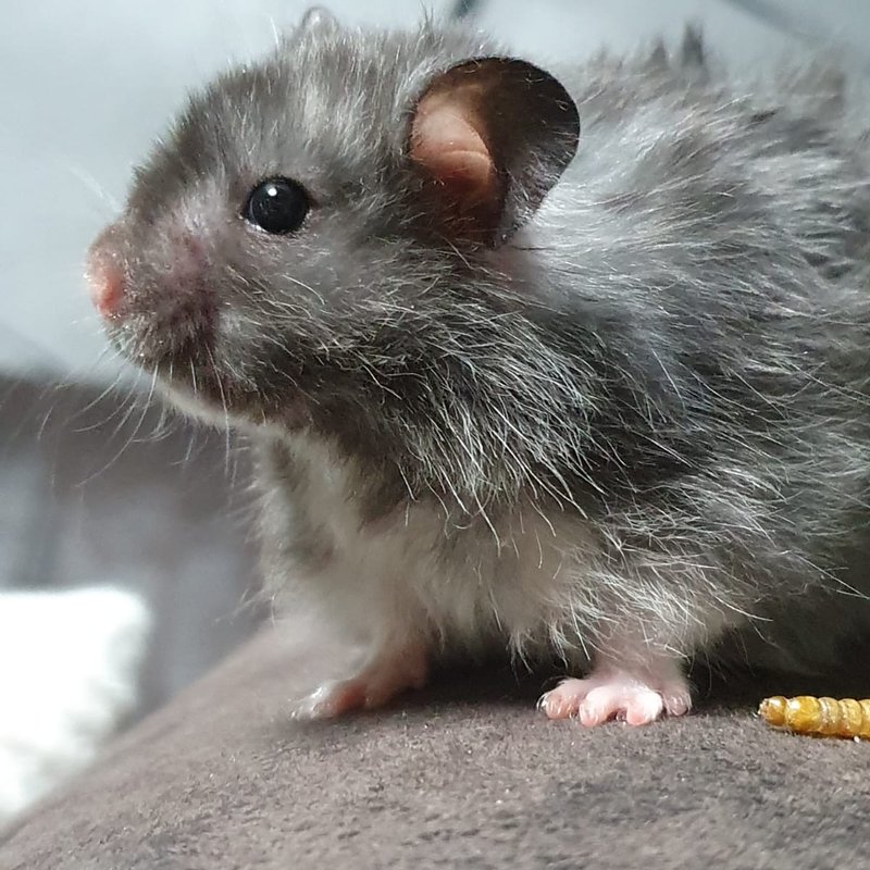 Langhaar-Goldhamster (Teddyhamster) aus unserer Zucht