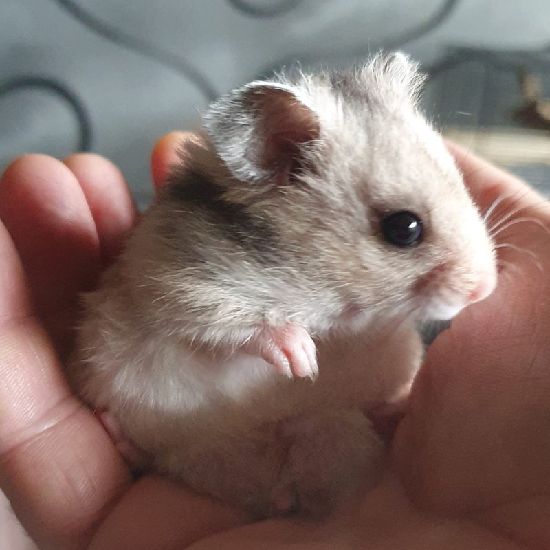 Goldhamster-Baby aus liebevoller Hobbyzucht