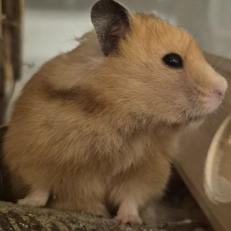 Goldhamster-Jungtier aus liebevoller Hobbyzucht