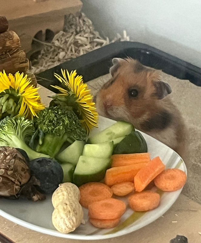 Eingerichtetes Goldhamster-Gehege mit Laufrad und Sandbad, artgerecht strukturiert