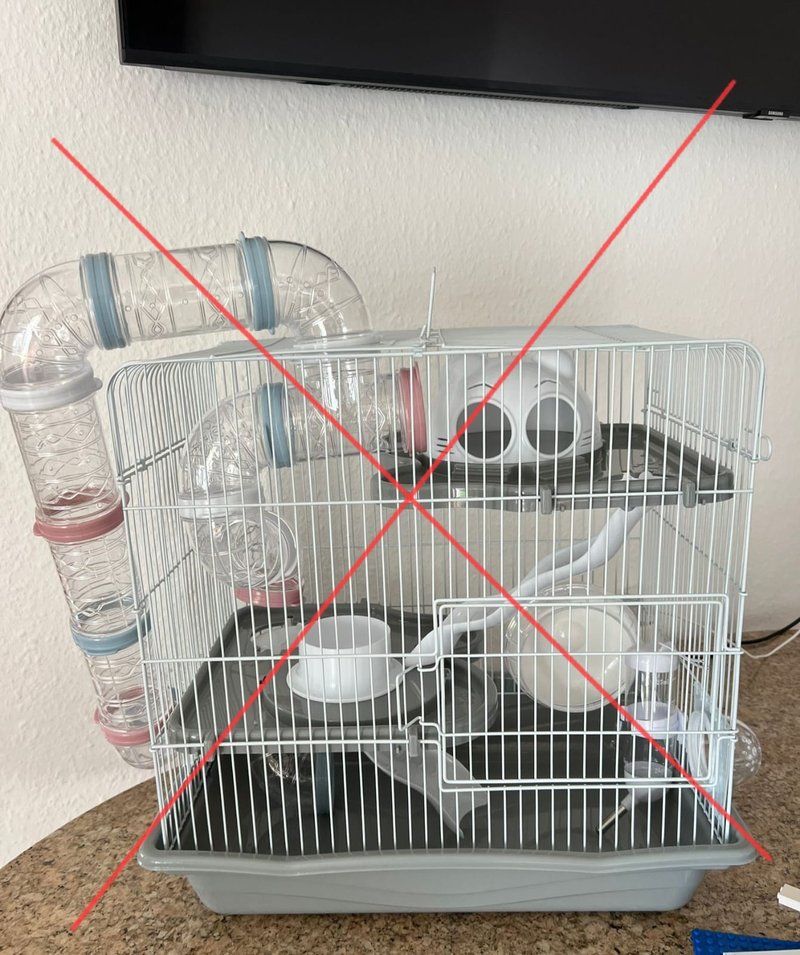 Nicht artgerechte Hamsterhaltung – zu klein, zu wenig Einstreu (Negativbeispiel)