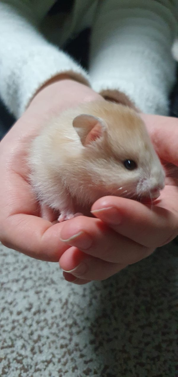 Wolfgang Fellnasen – Hobbyzüchter, Goldhamster-Zucht in Hessen